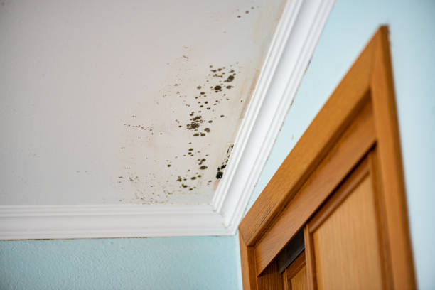 Best Kitchen Mold Remediation in Poland, OH